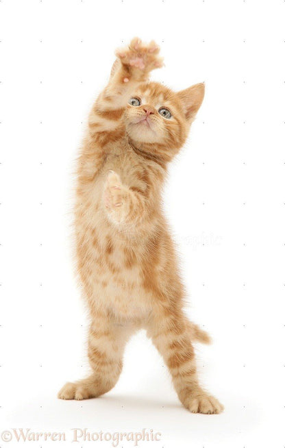 Cat 1