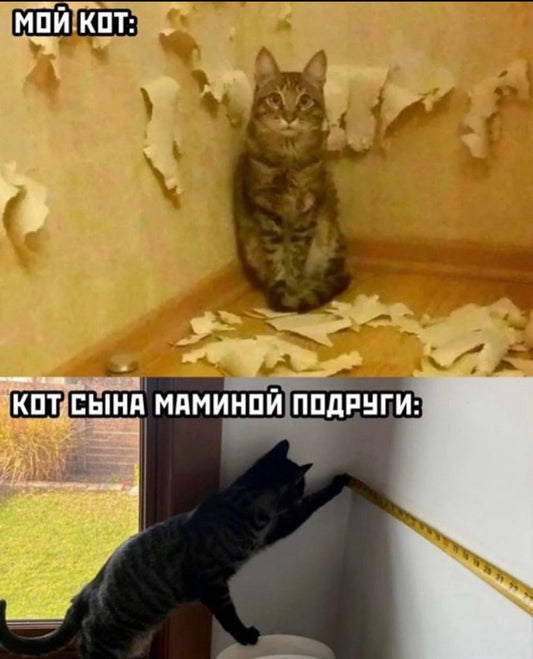 Cat 5