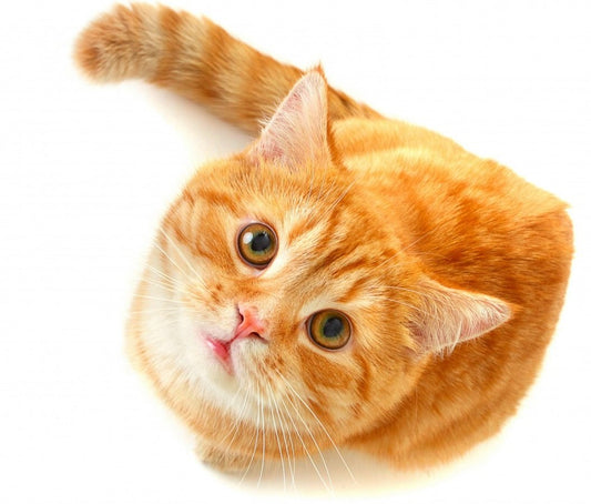 Cat 5