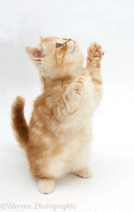 Cat 78