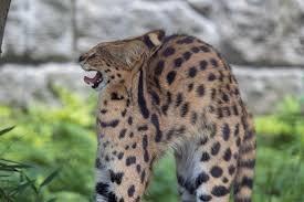 Serval