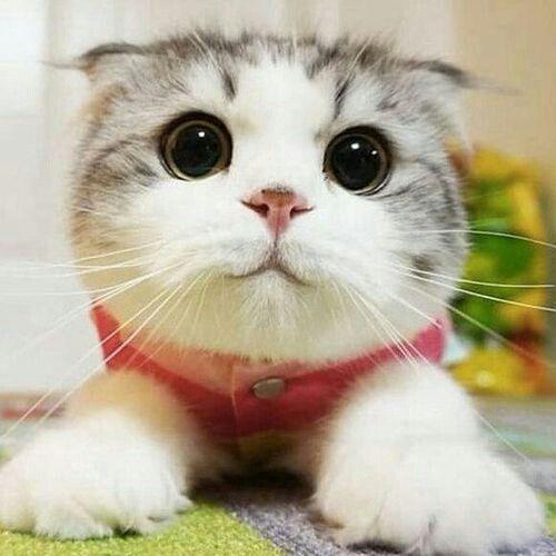 Cat from csv