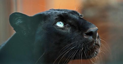 Panter