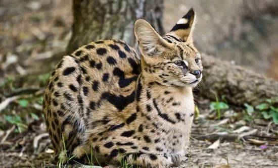 Serval