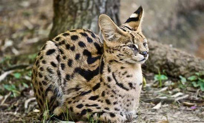 Serval