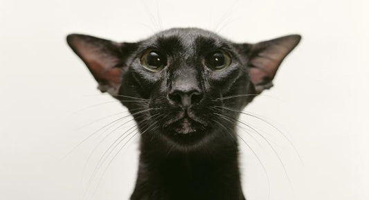 Black cat