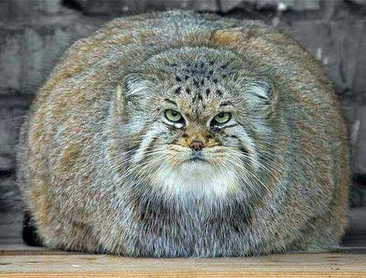 Fat Manul