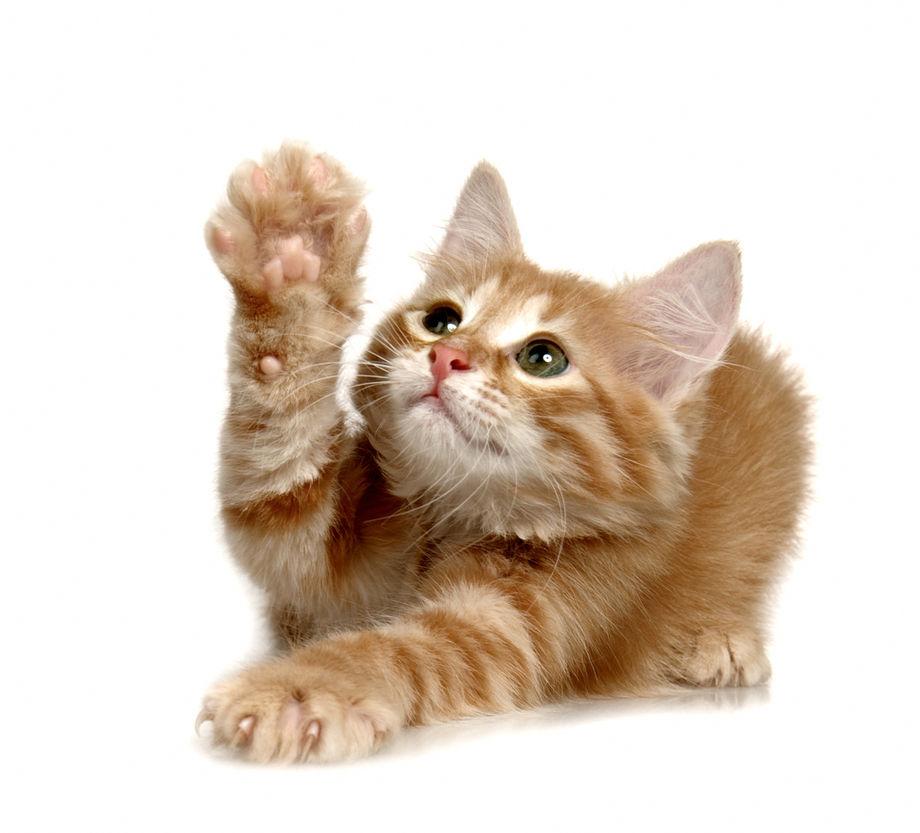 Cat 6