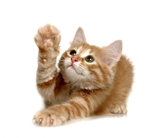 Cat 6