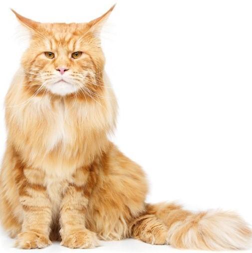 Cat 4