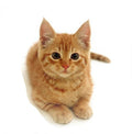 Cat 3 (not physical product)