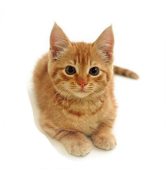 Cat 3 (not physical product)