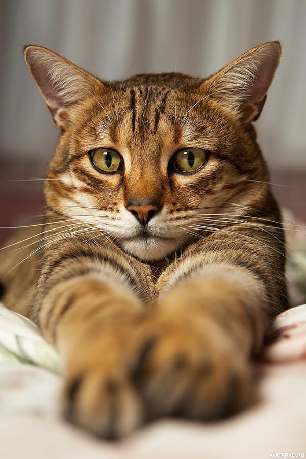 Cunning cat