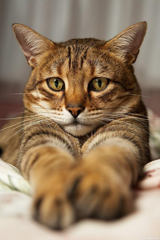 Cunning cat